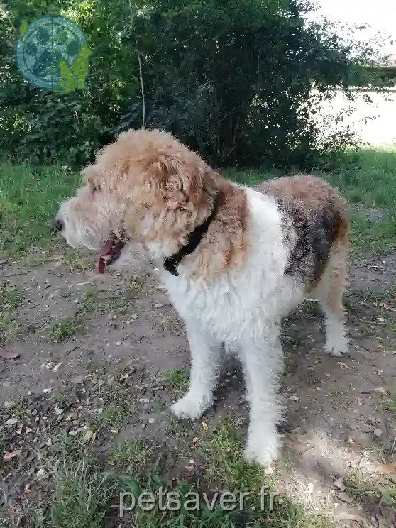 Chien Perdu 48 Lozère - Titi Chien Perdu 48 Lozère - Titi