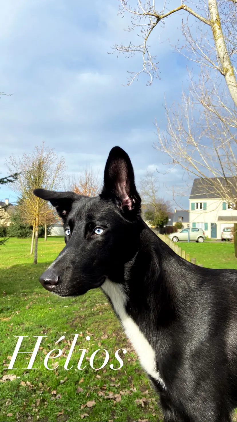 Chien Perdu 49 Maine-et-Loire Angers - Helios Chien Perdu 49 Maine-et-Loire Angers - Helios