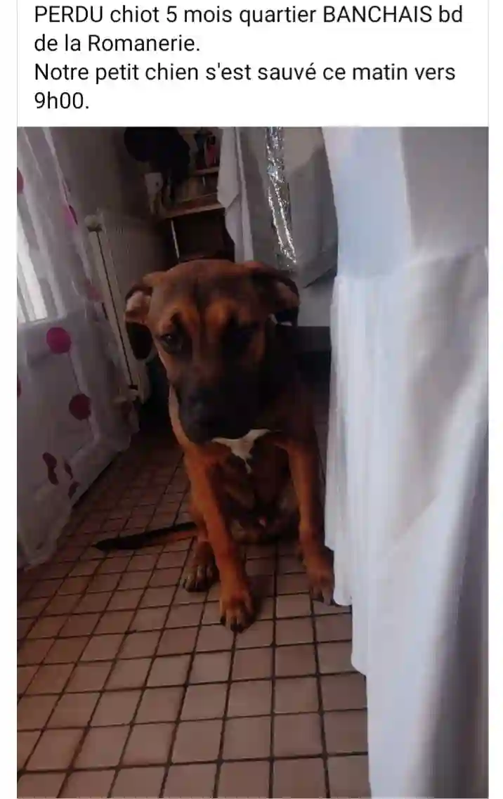 Chien Perdu 49 Maine-et-Loire Angers - Micky Chien Perdu 49 Maine-et-Loire Angers - Micky