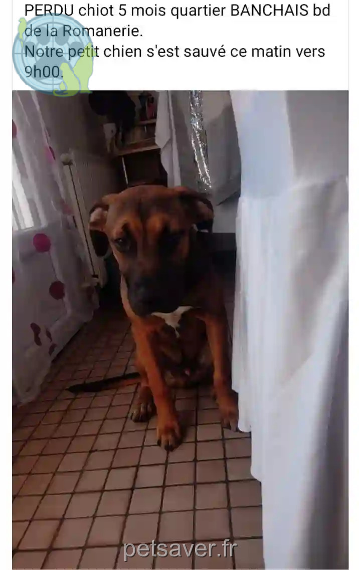 Chien Perdu 49 Maine-et-Loire Angers - Micky Chien Perdu 49 Maine-et-Loire Angers - Micky
