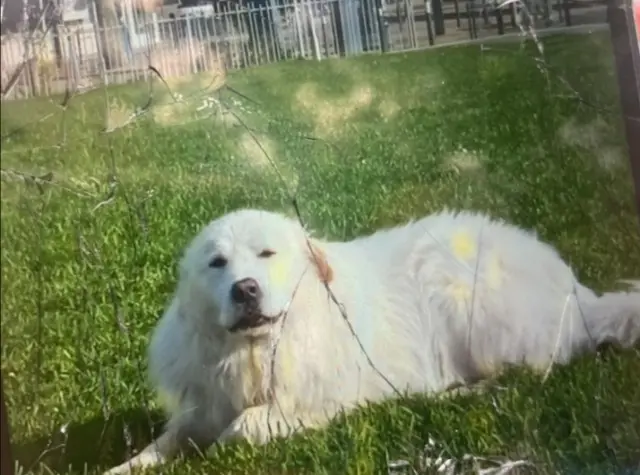 chien lost    Angers Oslo
