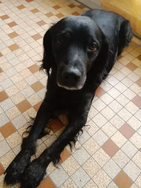 chien lost    Beaupréau-en-Mauges Bruce