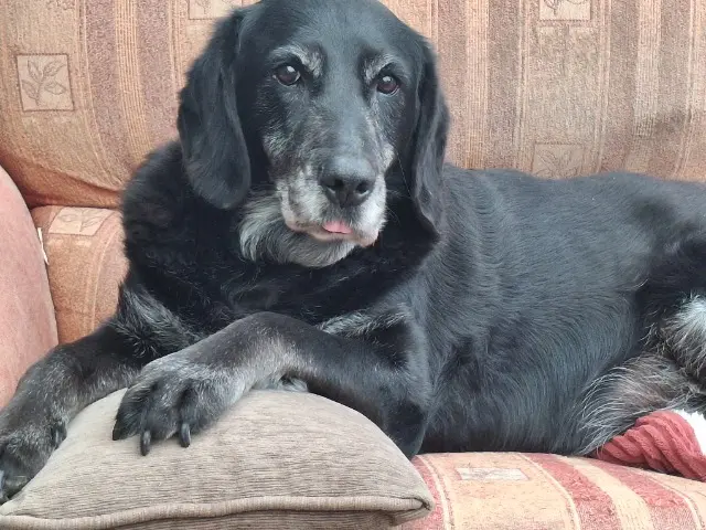 chien lost    Beaupréau-en-Mauges Titan