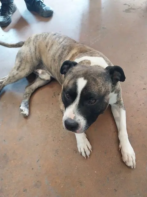 chien lost   49380 Bellevigne-en-Layon Roff