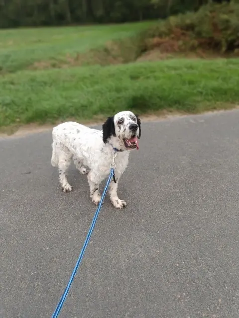 chien lost    Mazé-Milon Cachou