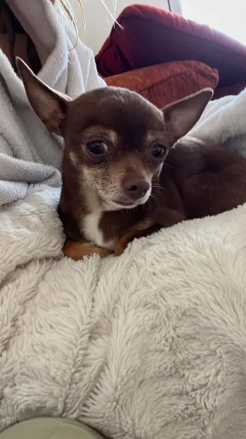 chien lost   49800 Trélazé Chihuahua