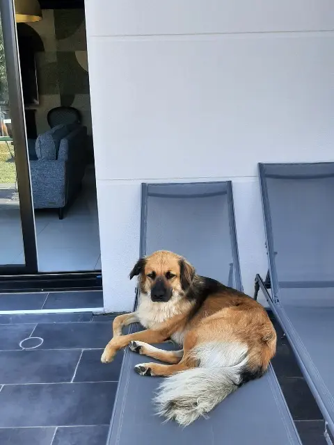 chien lost   49260 Le Coudray-Macouard Copper