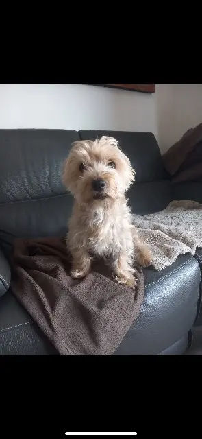 chien lost   49770  Fidji