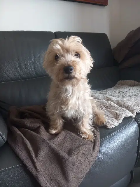 chien lost   49770  Fidjy