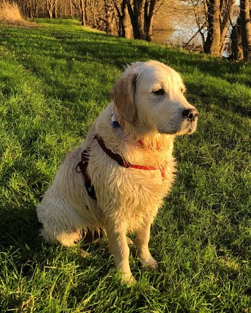 chien lost   49350 Gennes-Val-de-Loire Disco