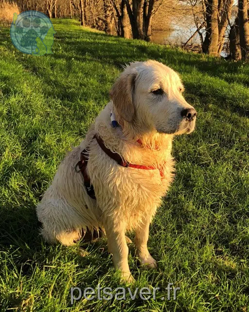 chien lost   49350 Gennes-Val-de-Loire Disco