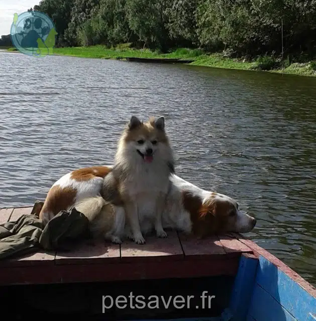 chien lost   49170 Saint-Germain-des-Prés Laskard