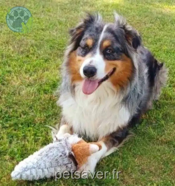 chien lost   49250 Les Bois-d'Anjou Phantome