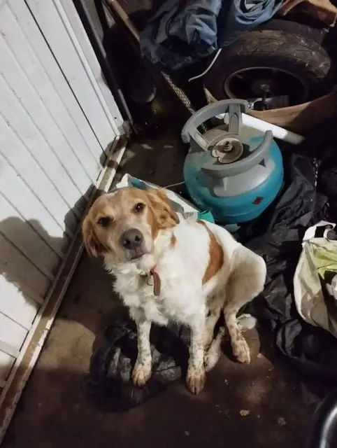 chien lost    Lys-Haut-Layon Tyson