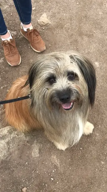 chien lost   49360 Toutlemonde Milton