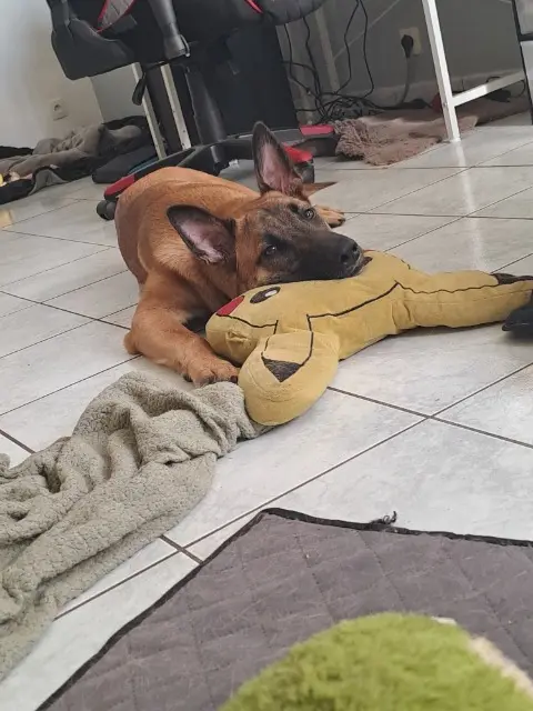 chien lost   49640 Morannes sur Sarthe-Daumeray Vinyl