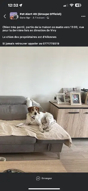 chien lost   49650 Allonnes Nylo