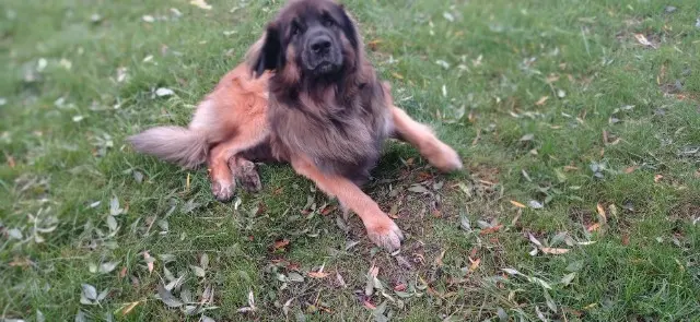 chien lost    Erdre-en-Anjou Schewbacca