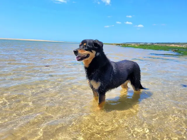 chien lost    Sèvremoine Malou