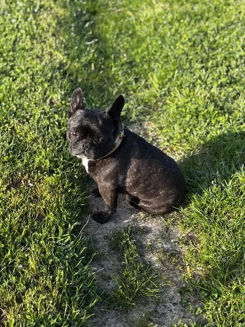 chien lost   49730 Varennes-sur-Loire Ty-Rok