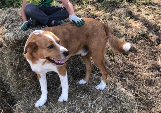 chien lost   50260 Bricquebec-en-Cotentin Roy