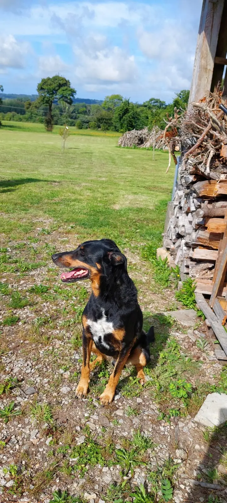 Chien Perdu 50 Manche Bricquebec-en-Cotentin - Wangha Chien Perdu 50 Manche Bricquebec-en-Cotentin - Wangha