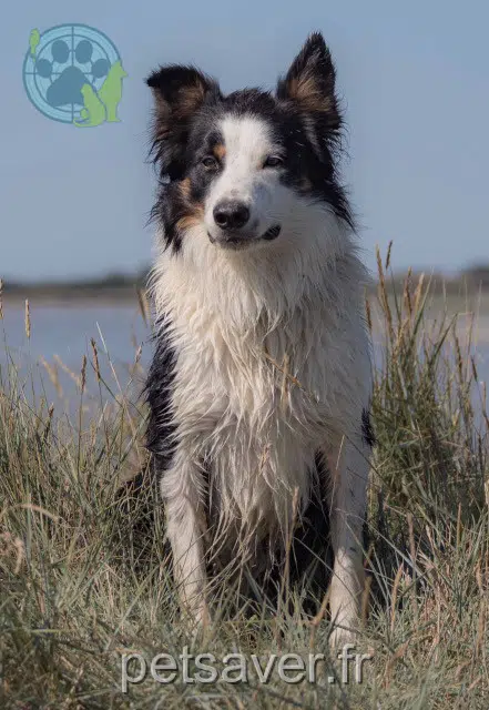 chien lost 50220 Courtils Vauban