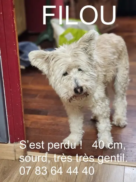 chien lost   50560 Gouville-sur-Mer Filou