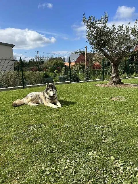 chien lost   50250 La Haye Grolou