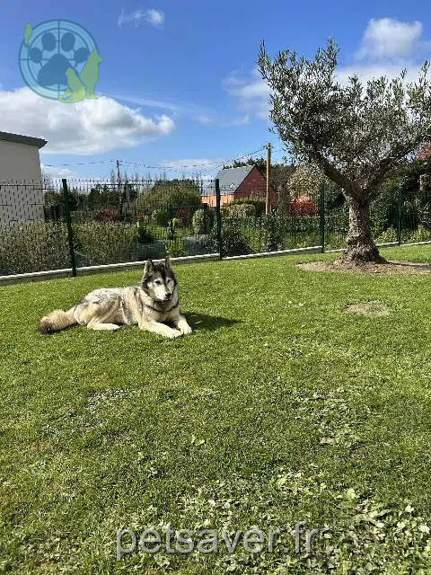 perro perdido 50250 La Haye Grolou perro lost 50250 La Haye Grolou