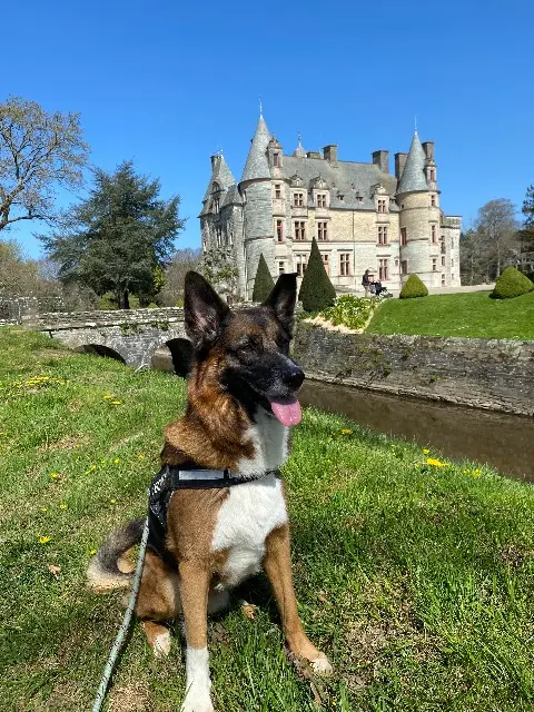 chien lost   50330 Canteloup Guizmo