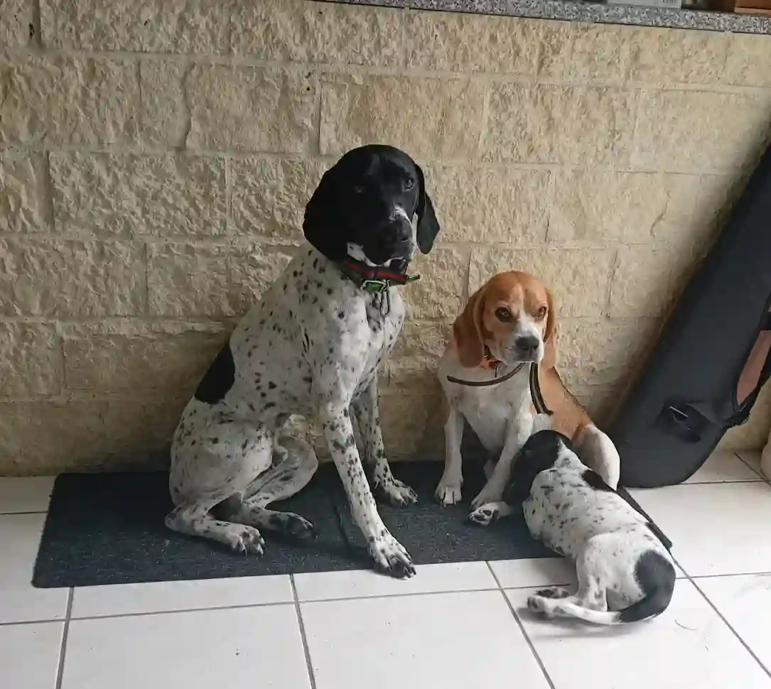 Chien Perdu 50 Manche - Ita Chien Perdu 50 Manche - Ita