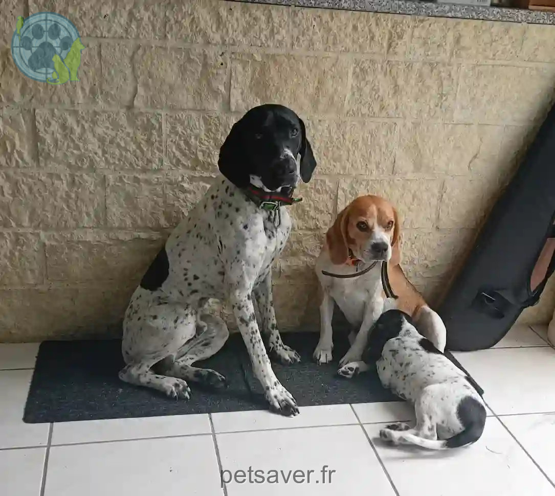 Chien Perdu 50 Manche - Ita Chien Perdu 50 Manche - Ita
