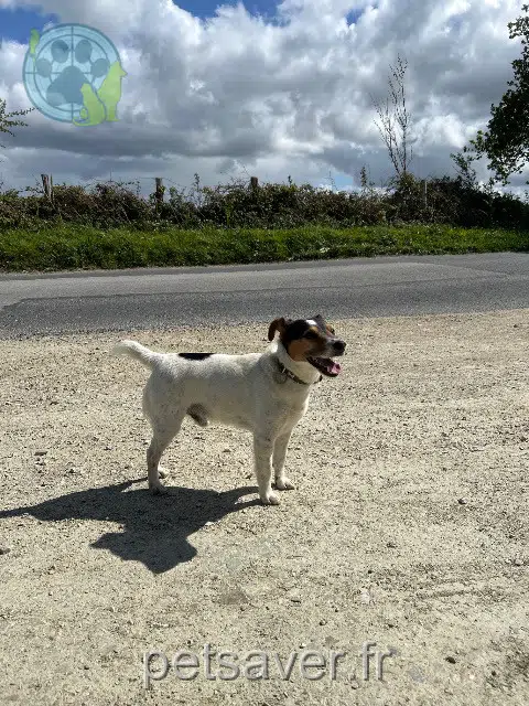 chien lost    Cherbourg-en-Cotentin Jack