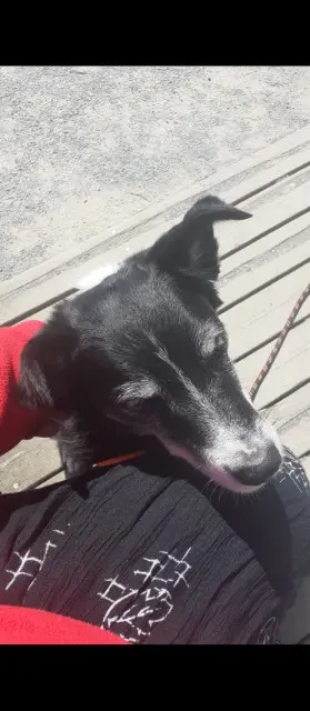chien lost   50600 Lapenty Judas