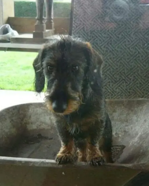 chien lost   50290 Longueville Lasco