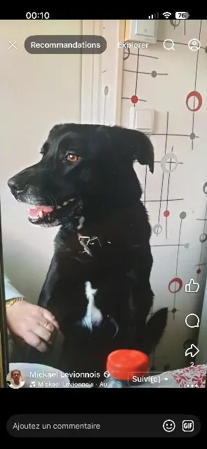 chien lost   50570 Marigny-Le-Lozon Peter