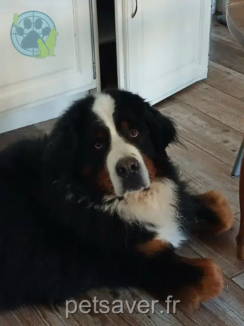 chien lost   50420 Saint-Louet-sur-Vire Milo
