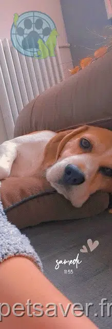 perro perdido Cherbourg-en-Cotentin Newton perro lost Cherbourg-en-Cotentin Newton