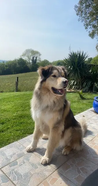 chien lost   50220 Marcilly Oslo