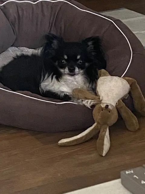 chien lost   50410 Percy-en-Normandie Romeo