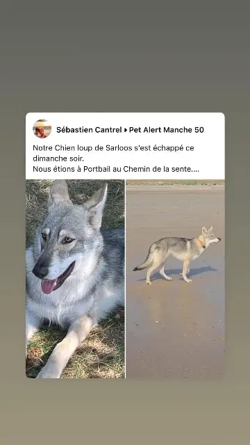 chien lost   50580 Port-Bail-sur-Mer Advitam