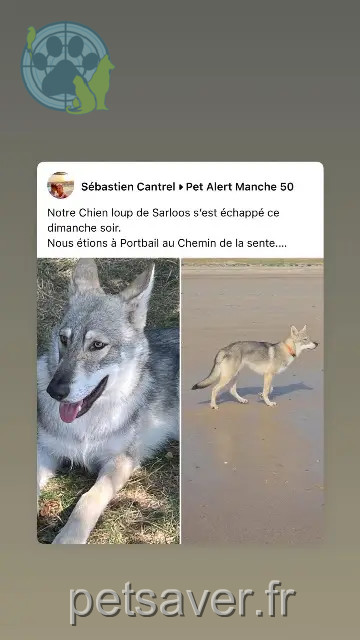 chien perdu 50580 Port-Bail-sur-Mer Advitam chien lost 50580 Port-Bail-sur-Mer Advitam