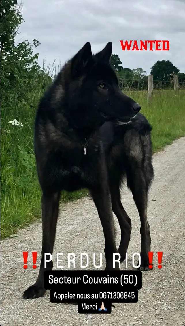 Chien Perdu 50 Manche - Rio Chien Perdu 50 Manche - Rio