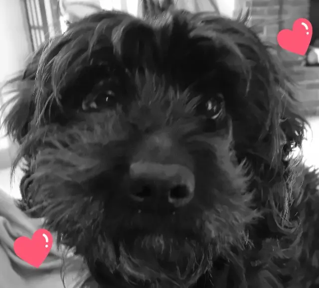 chien lost   50490 Saint-Sauveur-Villages Loulou