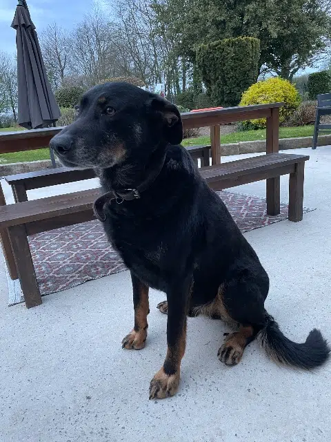 chien lost   50810 Saint-Jean-d'Elle Murphy