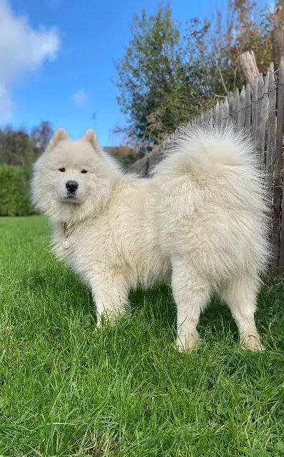 chien lost   50200 Heugueville-sur-Sienne Twisty