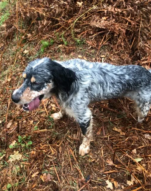 chien lost   50800 Villedieu-les-Poêles-Rouffigny Togo