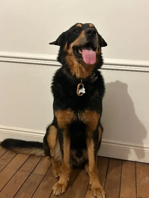 chien lost   51390 Courmas Fuëgo