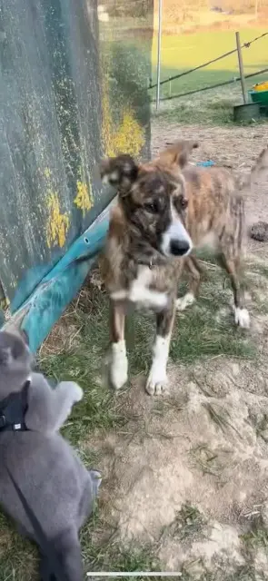 chien lost   51700 Igny-Comblizy Vaïana